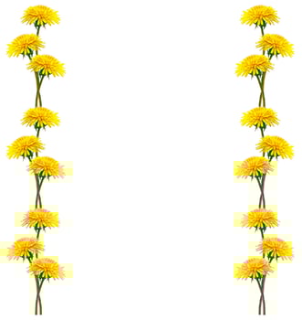 Fluffy dandelion flower isolated on white background. photo