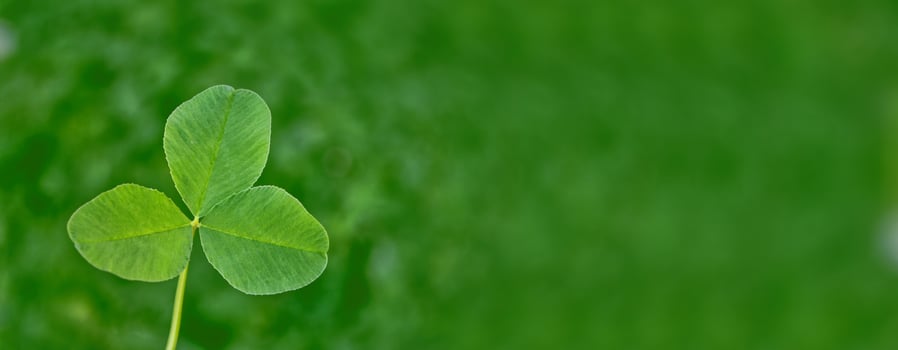 Green clover leaves on a background summer landscape photo