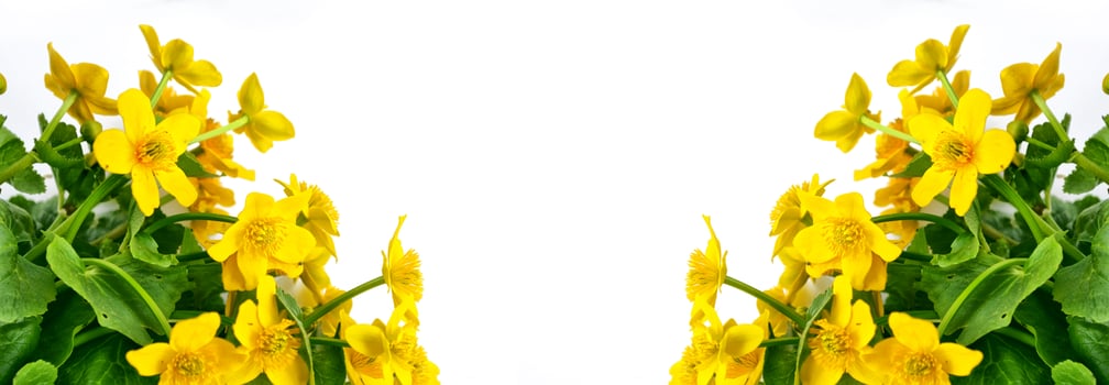 Bright yellow spring flowers on a white background. photo