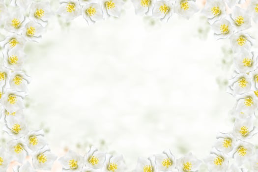 White jasmine The branch delicate spring flowers photo