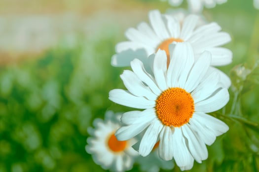 White bright daisy flowers on a background of the summer landscape. photo