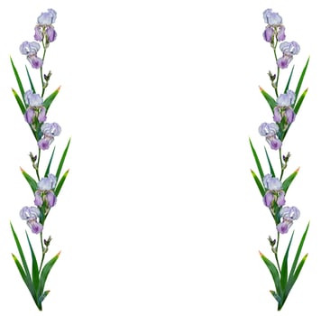 spring flowers iris isolated on white background. photo