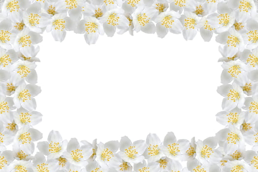 branch of jasmine flowers isolated on white background photo