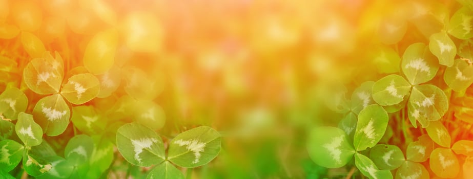 Green clover leaves on a background summer landscape photo