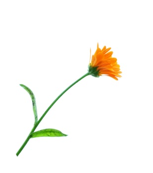 Bright marigold flowers photo