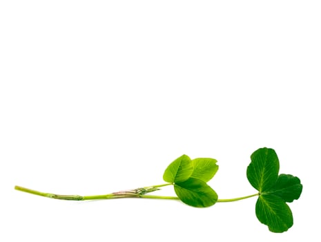 green clover leaves isolated on white background. St.Patrick 's Day photo