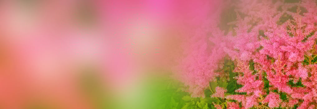 Blurred summer background of flowers of astilba and grass. photo