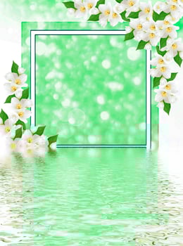 White jasmine The branch delicate spring flowers photo