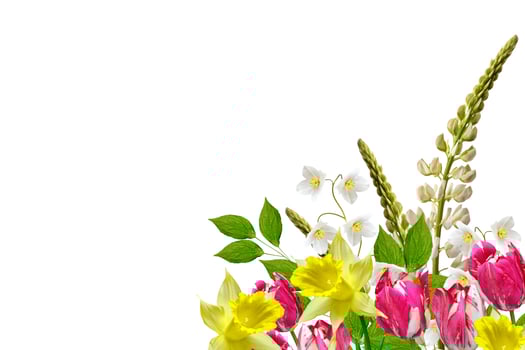lupines beautiful flowers on a white background photo
