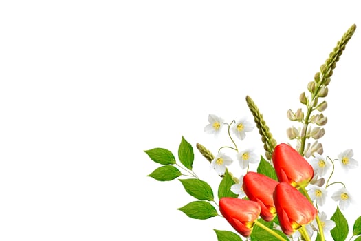 lupines beautiful flowers on a white background photo