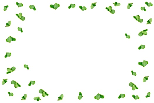 green clover leaves isolated on white background. St.Patrick 's Day photo