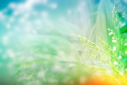 Blurred image of grass. Summer colorful abstract background. photo