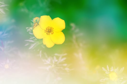 Blurred image of grass. photo