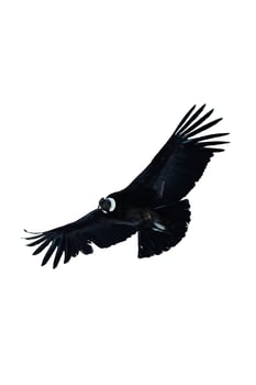 Condor flying in white background photo