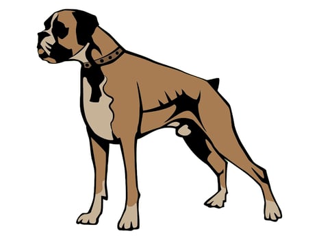 Dog in white background isolated photo