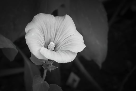 white flower in front of black background photo
