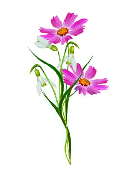 Cosmos flowers isolated on white background photo
