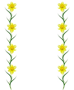 spring flowers narcissuses isolated on white background photo