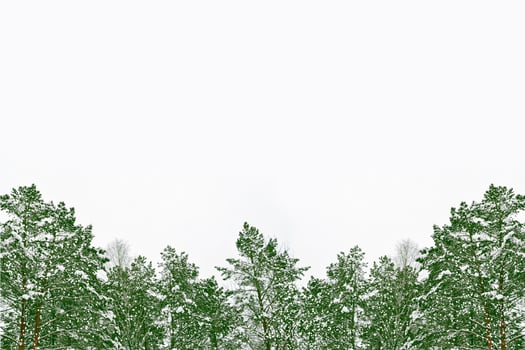 forest in the frost. Winter landscape. Snow covered trees. photo