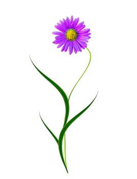 chrysanthemum isolated on white background photo