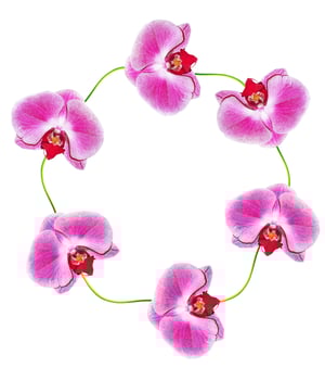 Orchid flower isolated on white background photo
