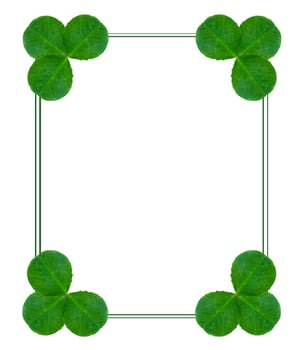 leaf clover on white background photo