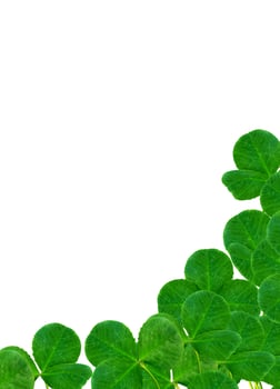 leaf clover on white background photo