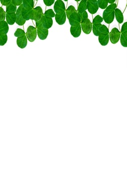 leaf clover on white background photo