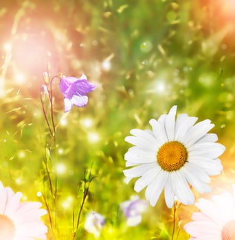 Wildflowers daisies. Summer landscape. photo