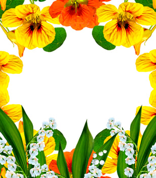 nasturtium flowers isolated on white background photo