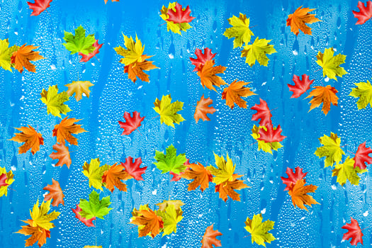 Autumn foliage. Nature. photo