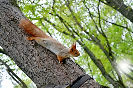squirrel sits on a tree in the park photo