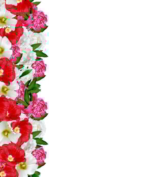 peony flowers isolated on white background photo