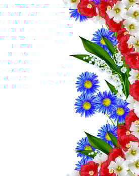 daisies summer white flower isolated on white background photo