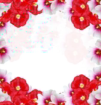 mallow flowers isolated on white background photo