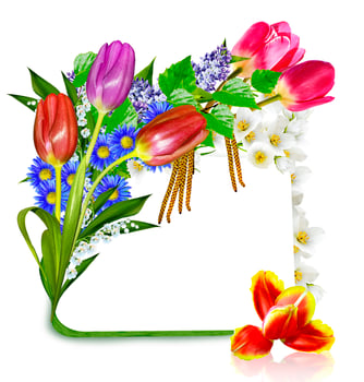 Spring flowers. frame photo