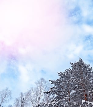 forest in the frost. Winter landscape. Snow covered trees. photo