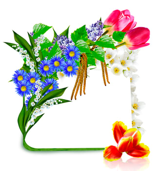 Spring flowers. frame photo