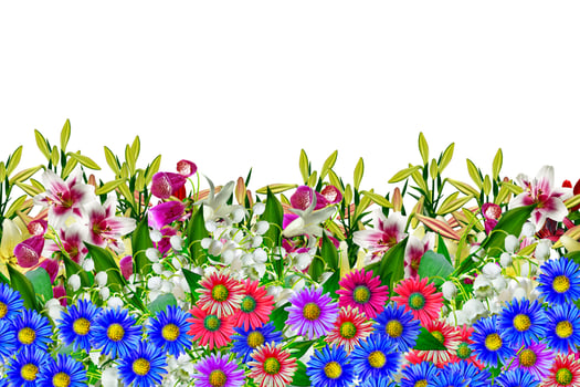 garden, lily flowers photo