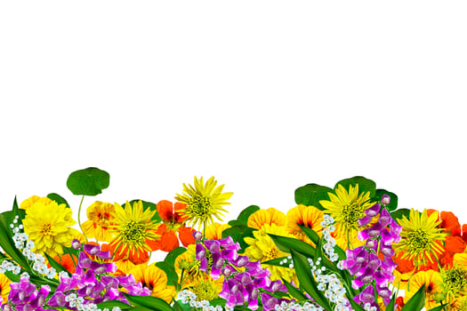 flowers isolated on white background photo