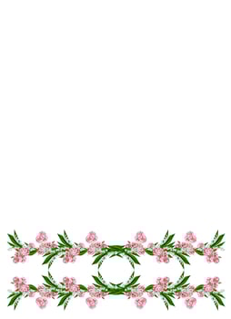 carnation isolated on white background photo