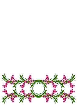 carnation isolated on white background photo