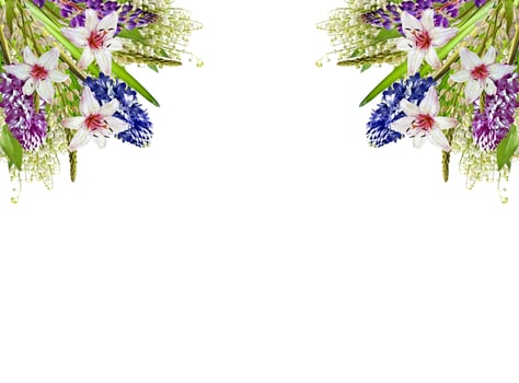 lupines beautiful flowers on a white background photo