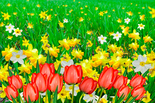 Summer landscape. flowers daffodils. tulips photo