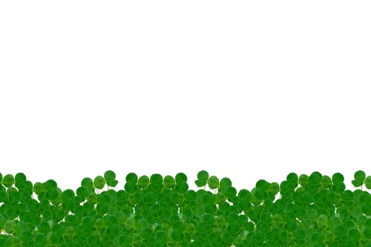 leaf clover on white background photo