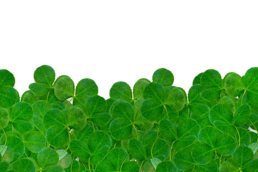 leaf clover on white background photo