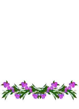 morning glory isolated on white background photo
