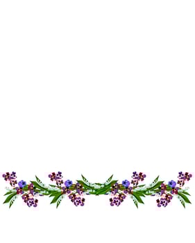 pansy flowers isolated on white background photo