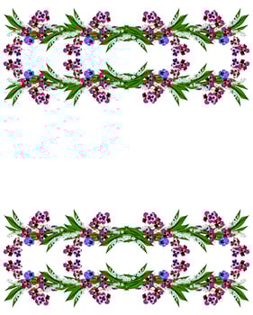 pansy flowers isolated on white background photo