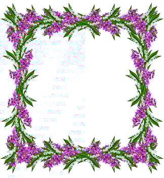 blue flowers campanula isolated on white background photo